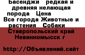 Басенджи - редкая и древняя нелающая порода › Цена ­ 50 000 - Все города Животные и растения » Собаки   . Ставропольский край,Невинномысск г.